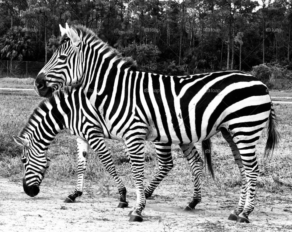 Black and white zebras 
