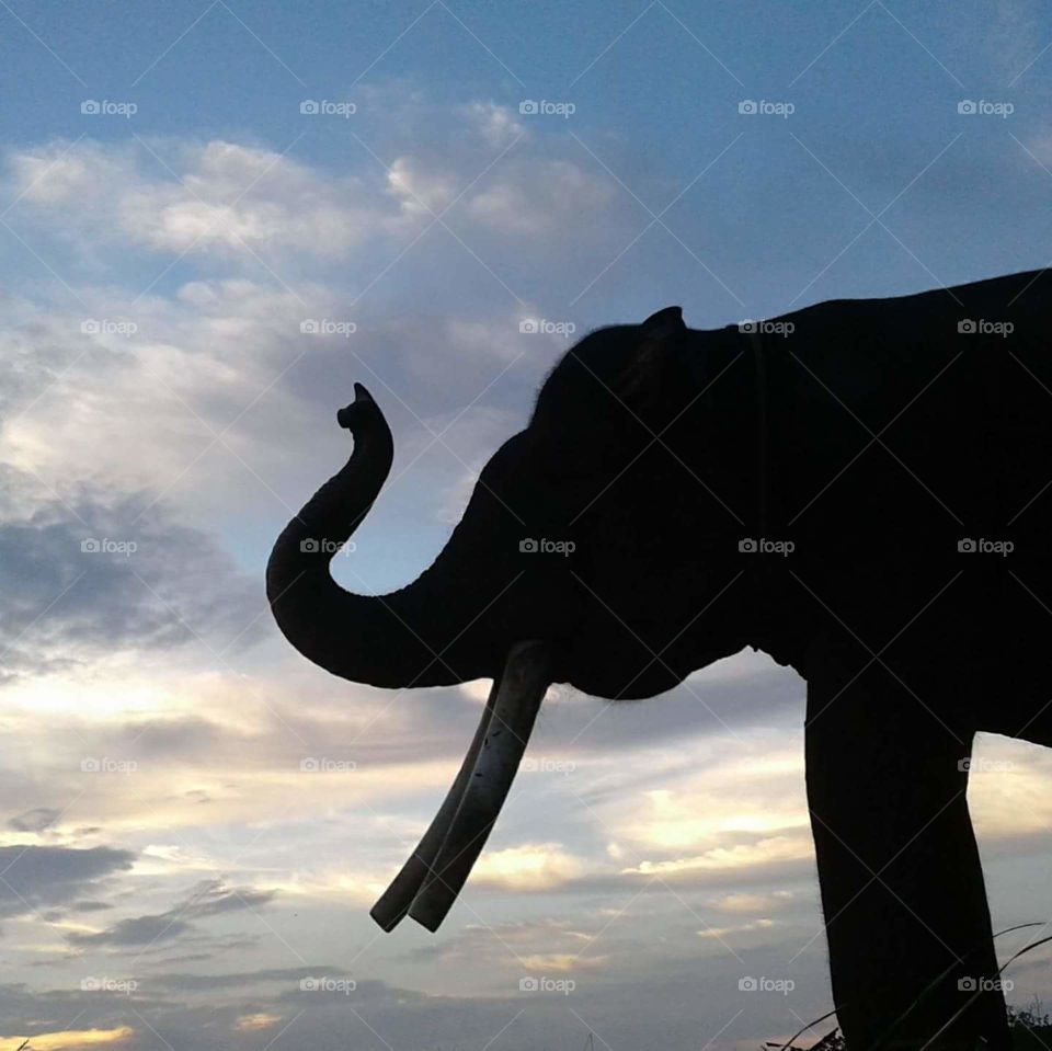 like elephant