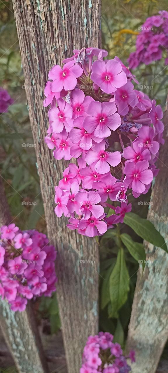 flowers and fence