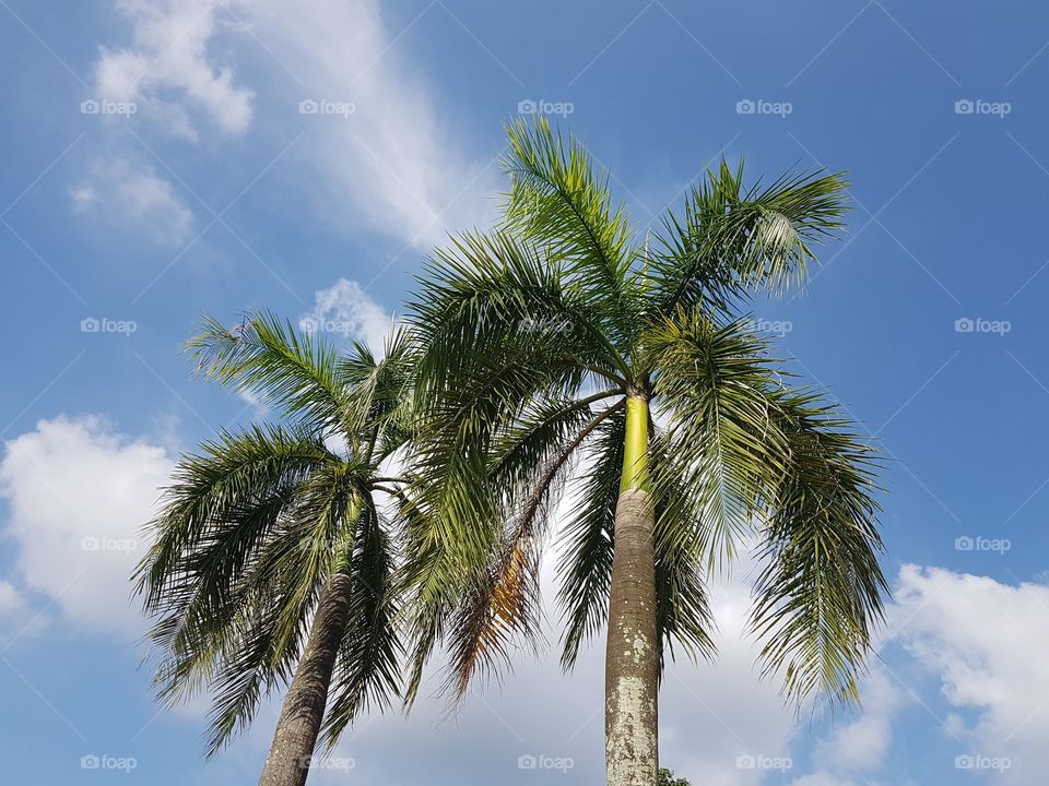 Tropical palm trees against blue sky background on sunny day with white clouds