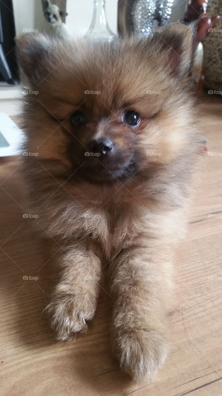 Portrait of pomeranian puppy