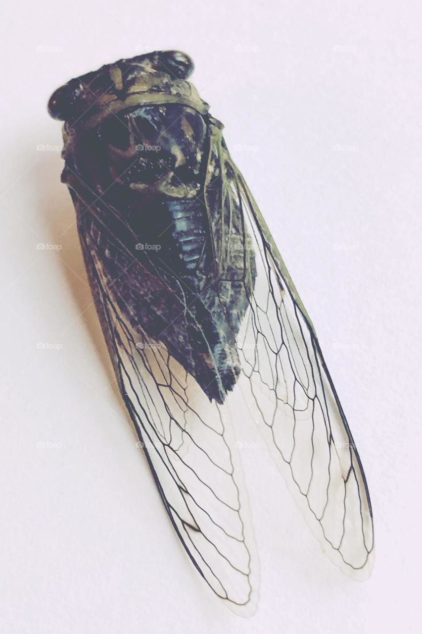 Cicada 