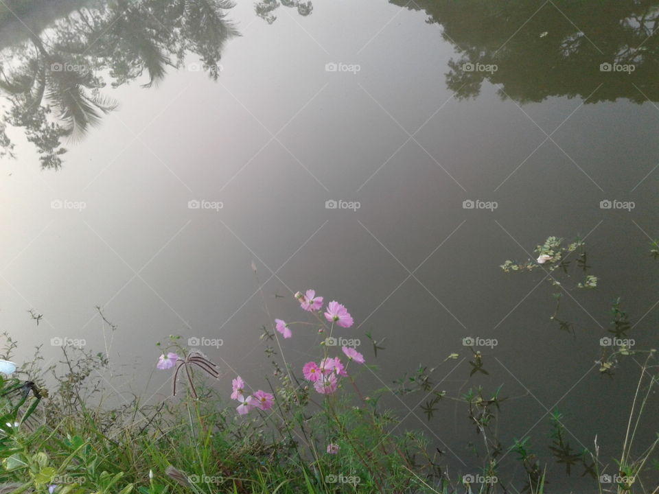 nature pond reflect