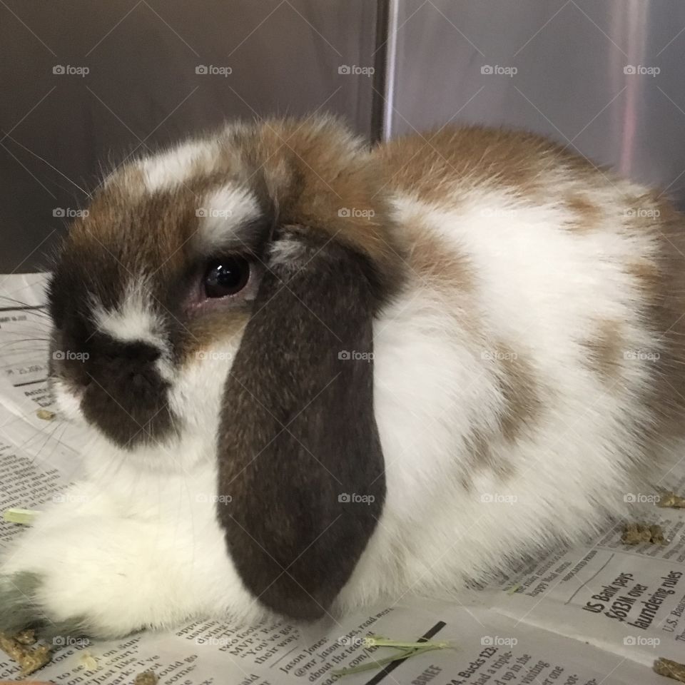 Rescued Bunny, a Holland Lop Eared, at Shelter ready for Adoption 