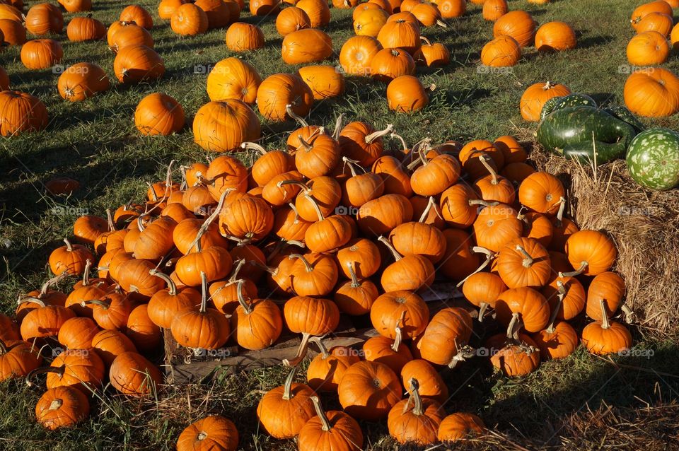 Pile of pumpkins. Photo taken at Pumpkin Patch in Owasso OK.