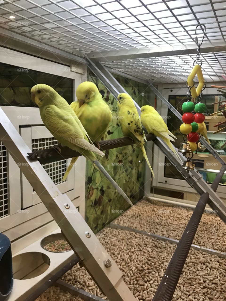 Little Green and yellowParakeet birds sitting on a perch in a cage at the pet store located in America, USA