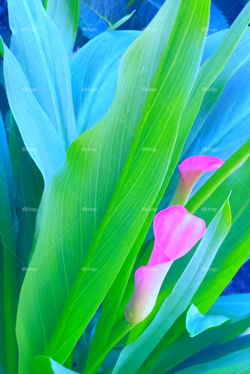 "Calla Lily"