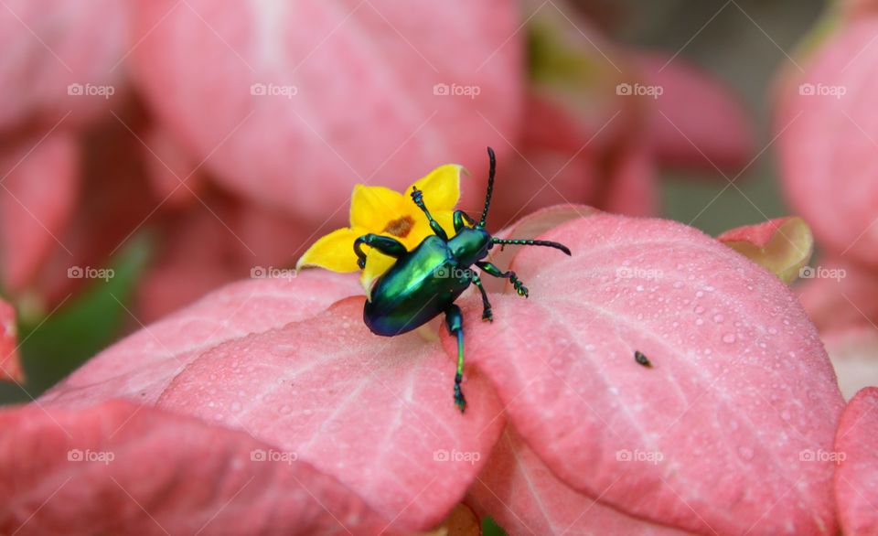 Jewel bug on the flower