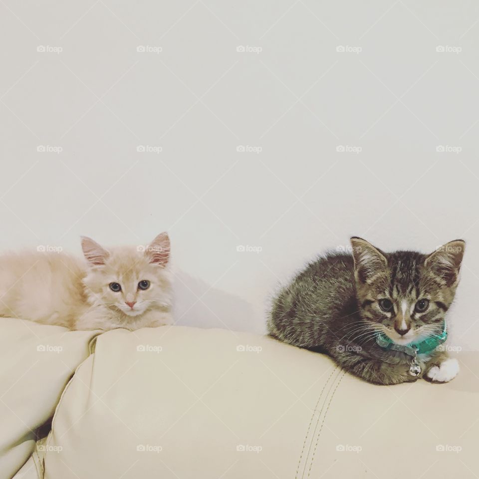 Kittens on the couch