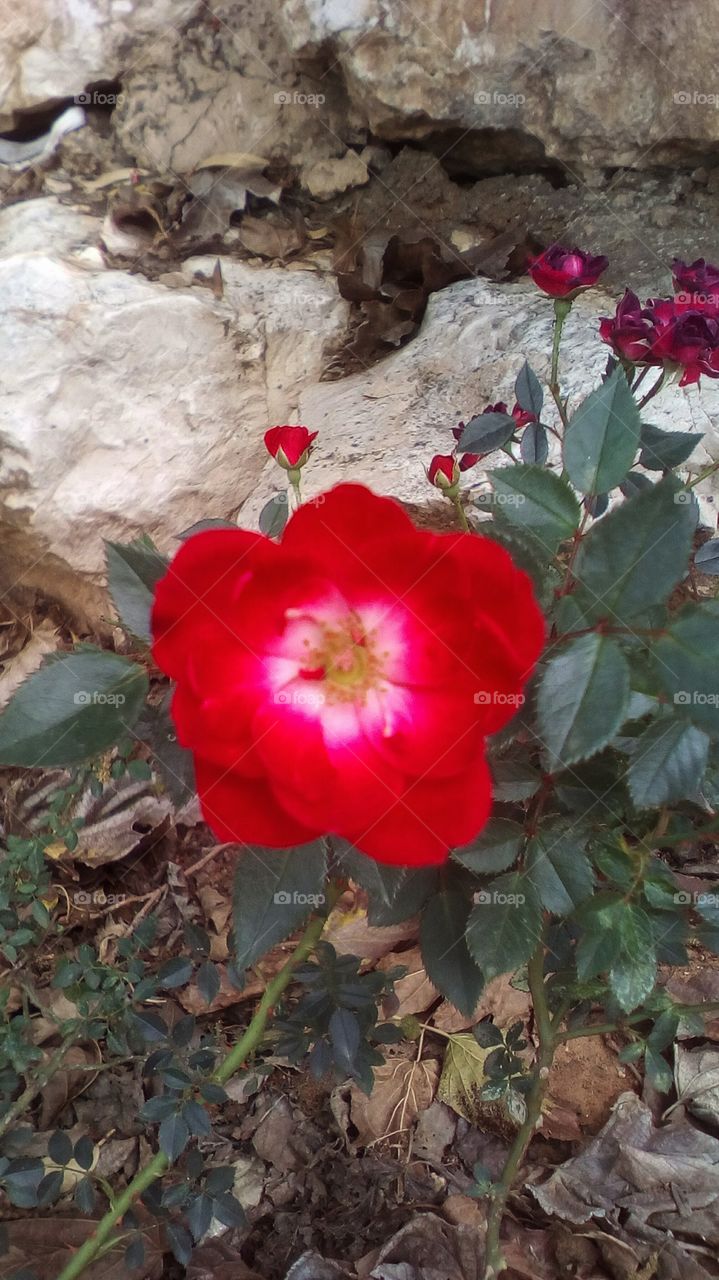 Blooming red tropical exotic wildflower in nature