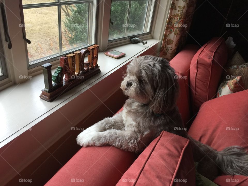 Dog, Indoors, Pet, Family, Window
