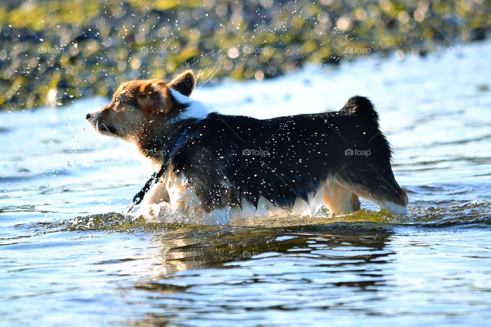 Dog running in the water