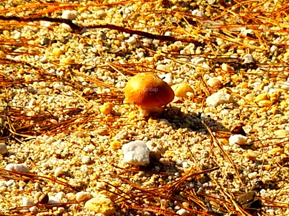 micro mushroom land