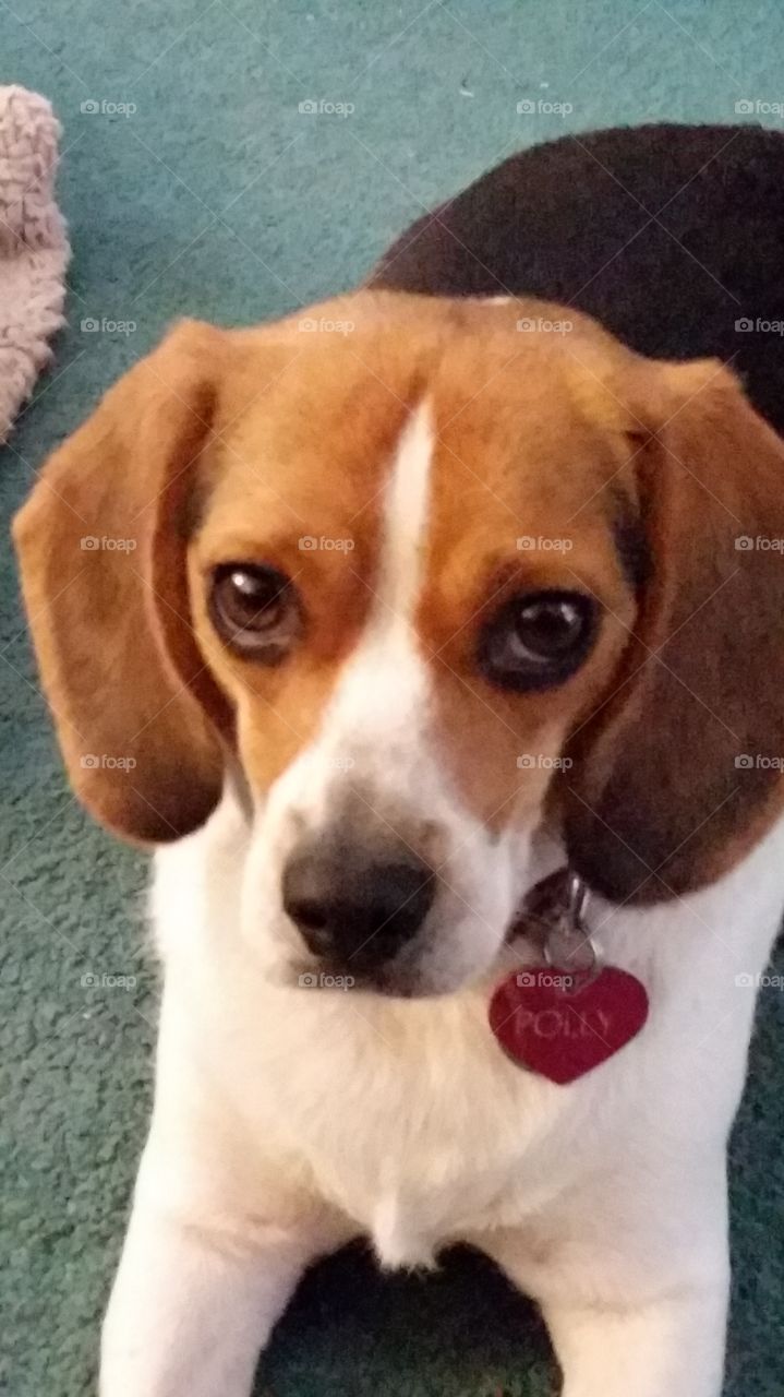 Cute Beagle