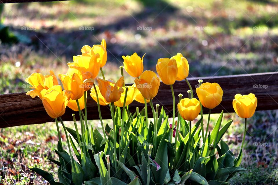 Yellow Tulips