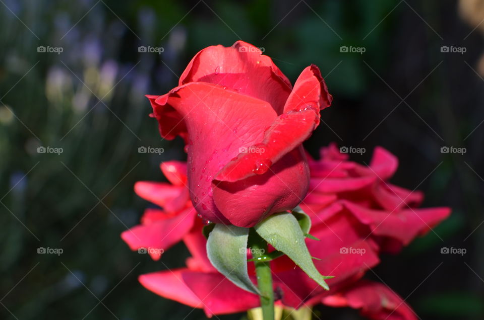 Red roses 