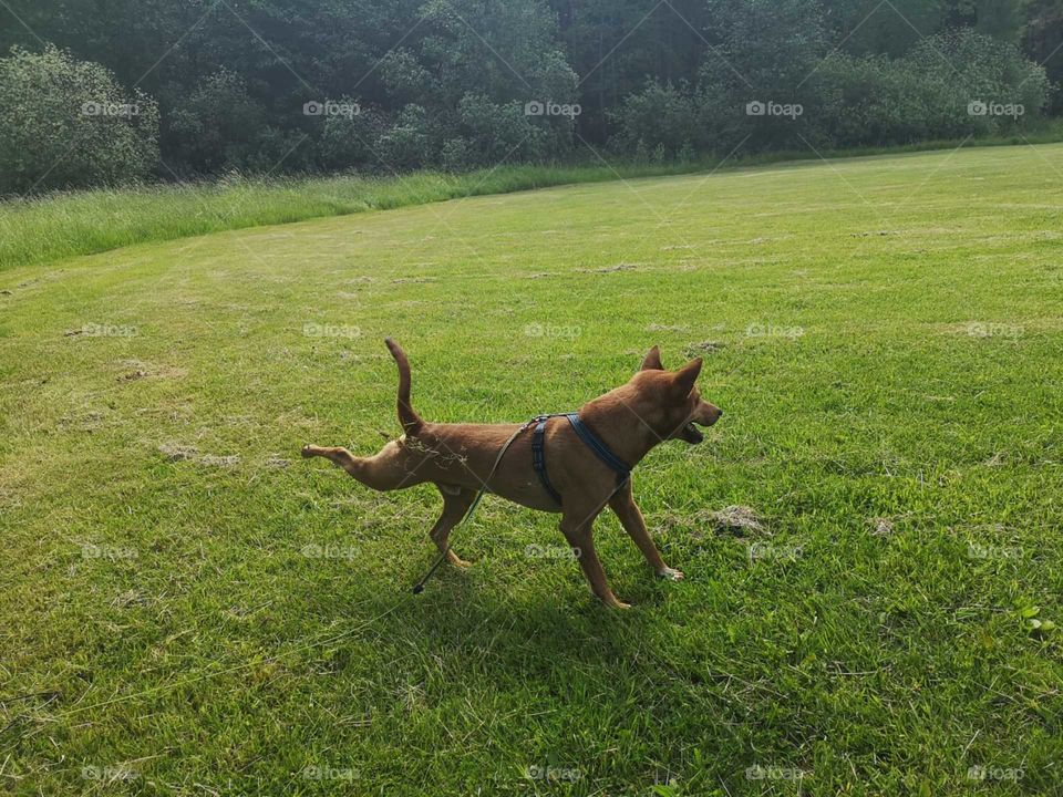A red dog running on green grass. Happy doggie with raised legs enjoys life in  summer days.