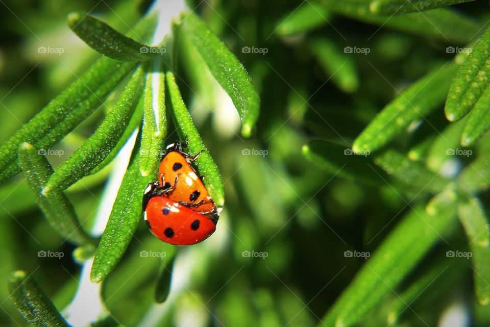 Mating of two ladybird