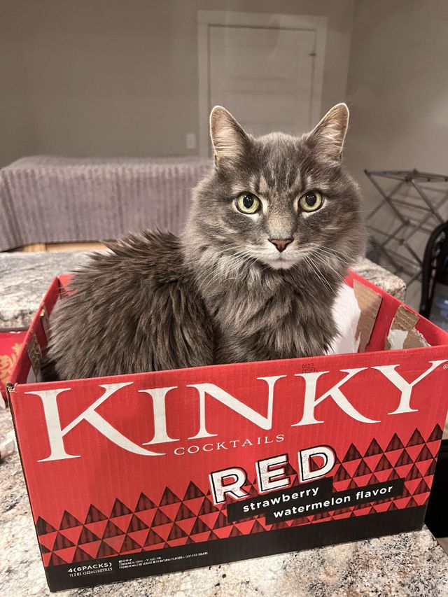 Cat into the box