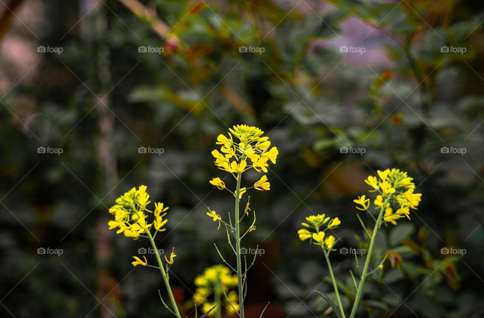 The close up of mustard plant.