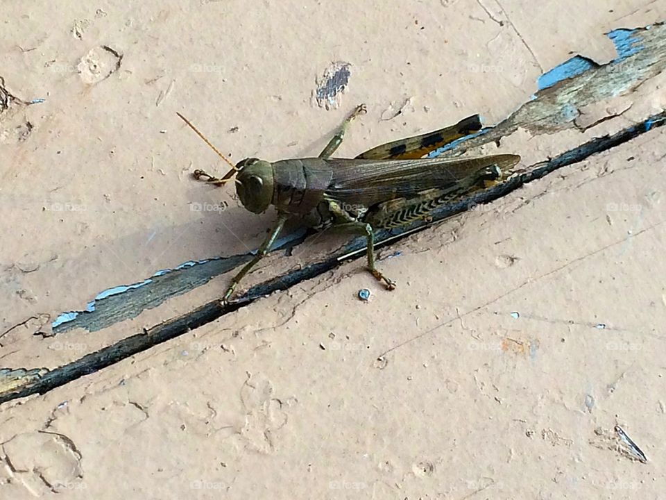 Grasshopper 