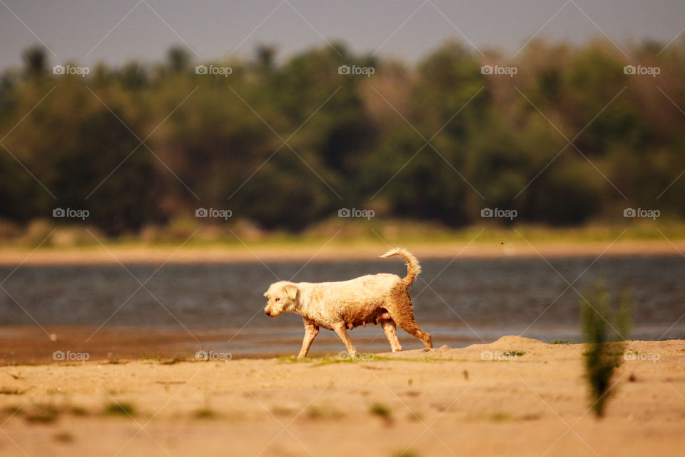 A story of a street dog who was tired playing on river side captured on golden hour