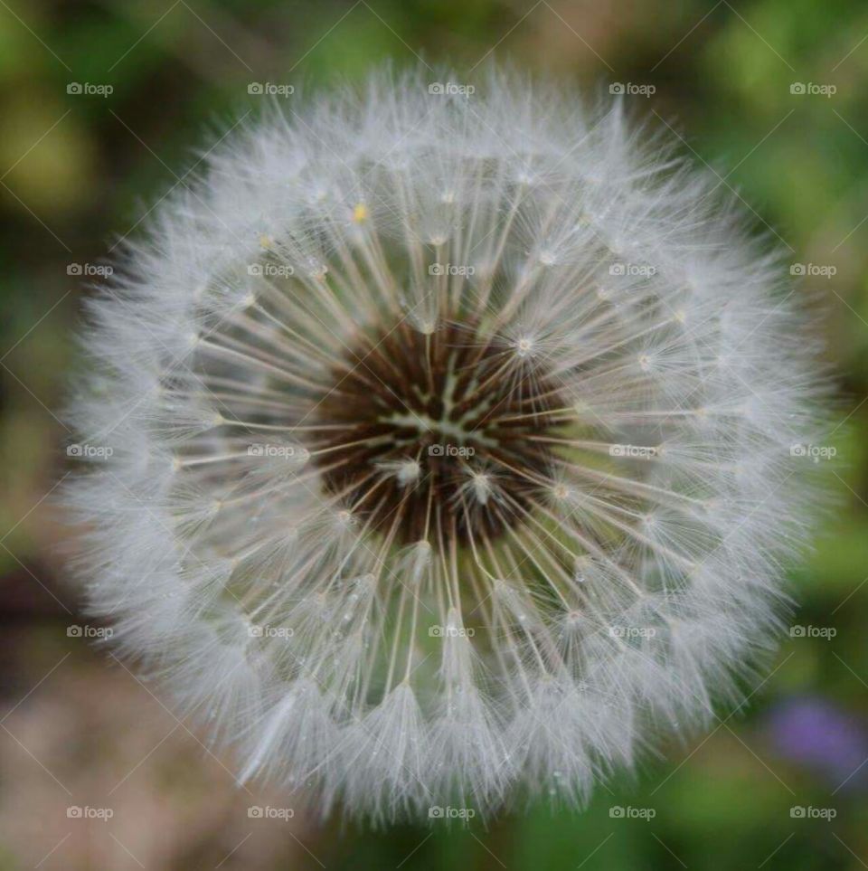 Dandelion after spring shower
