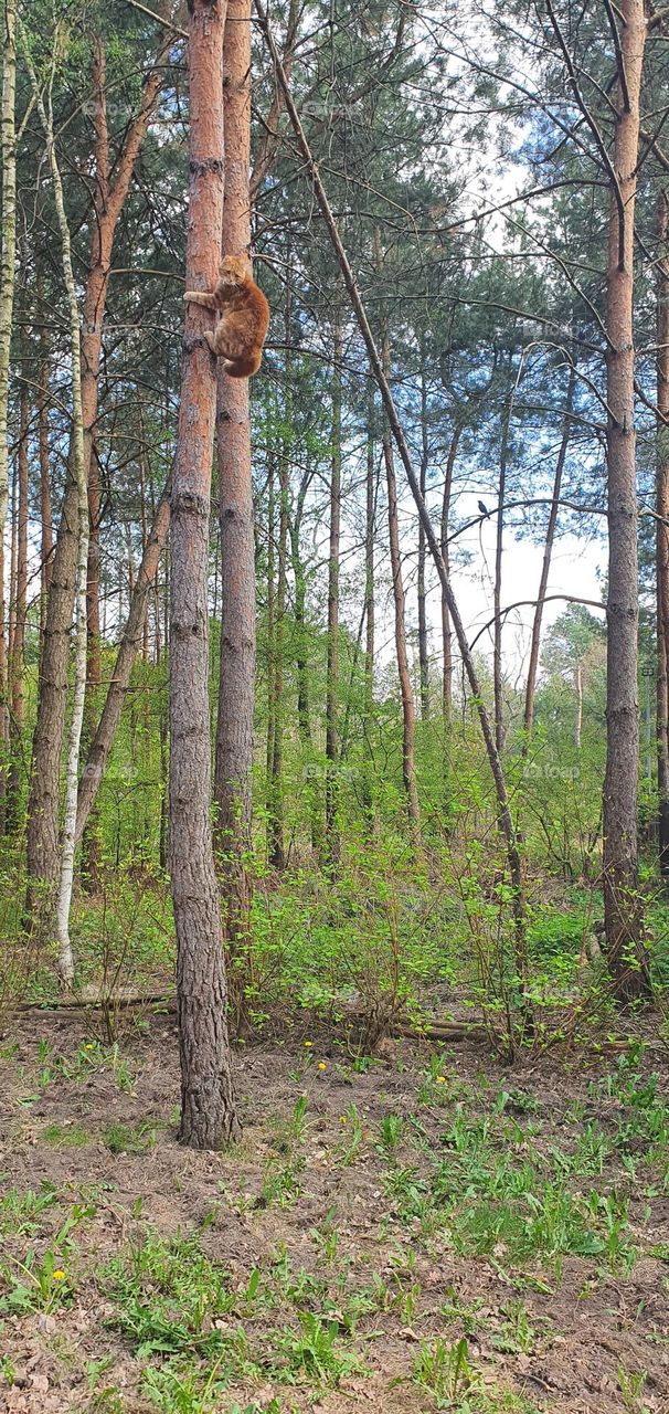cat on tree