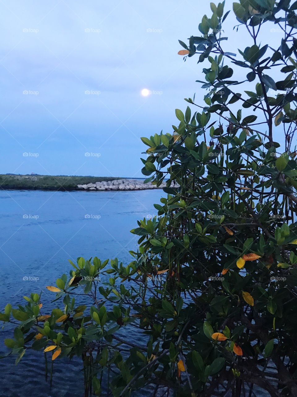 The Mangroves at night