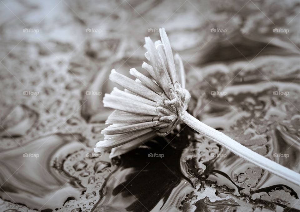 Backside of flower with pooled water, b&w