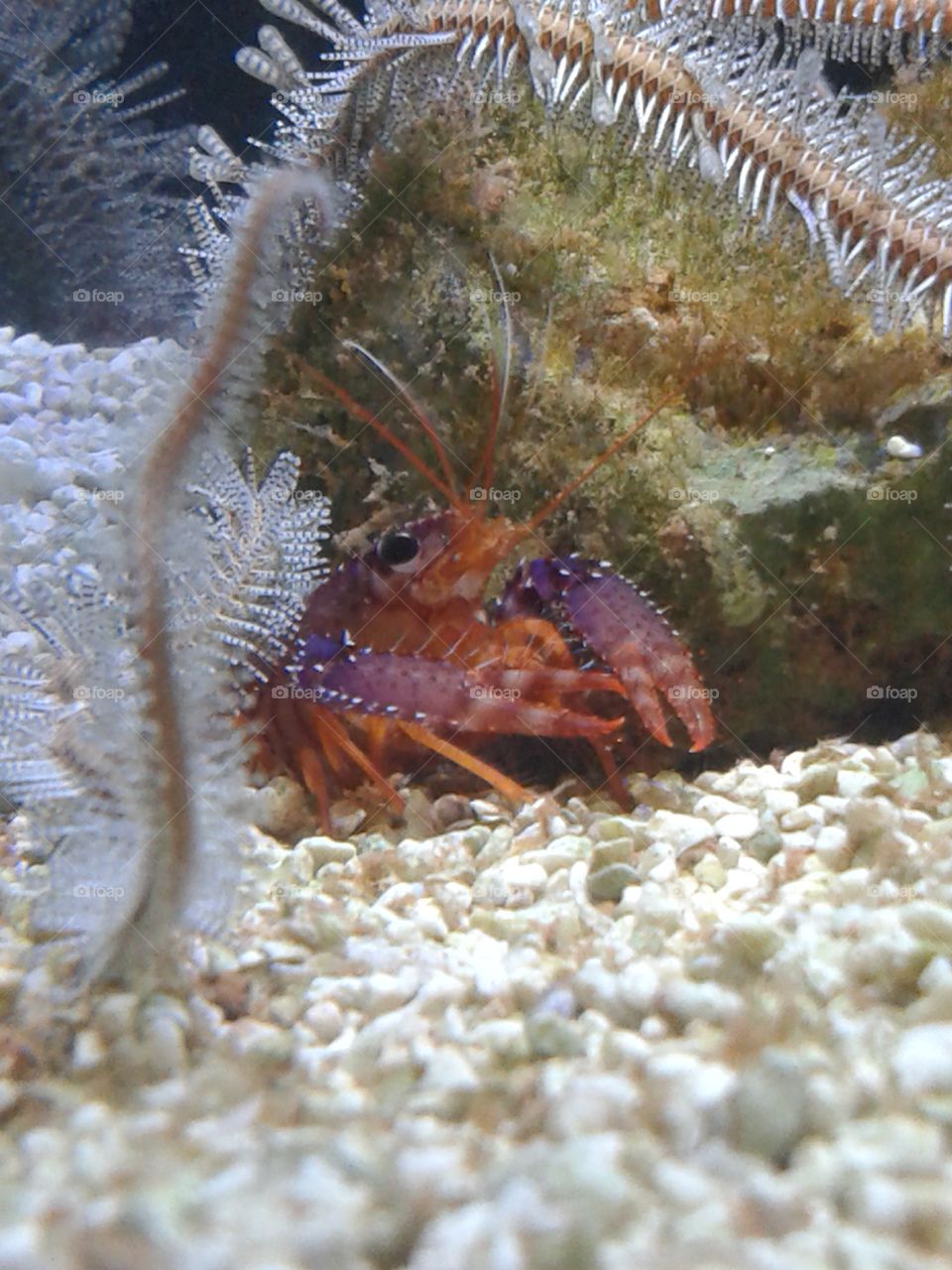 Purple lobster. He lives in our tank