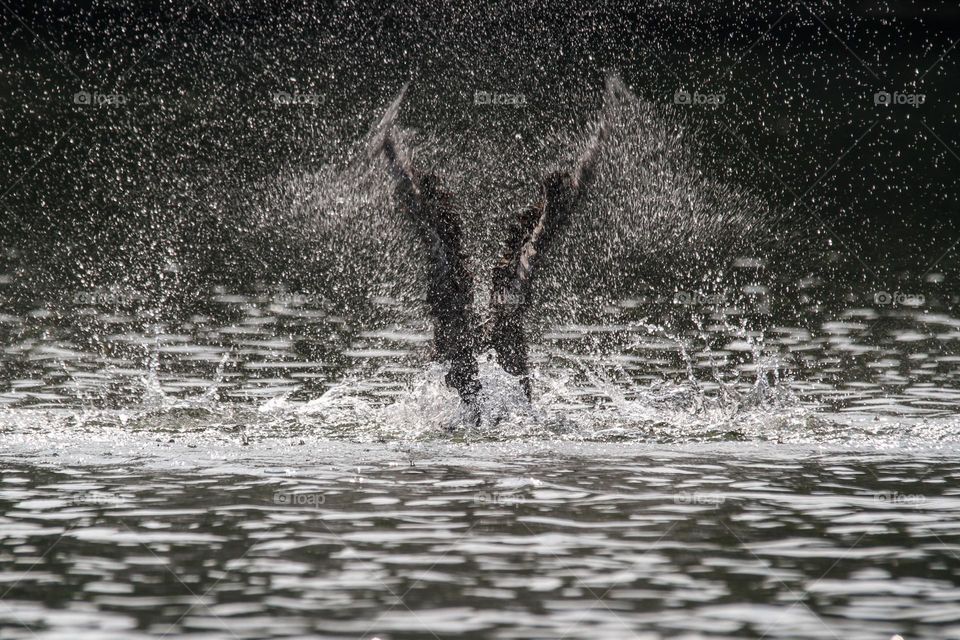 Cormorant bird smashing wings in a pond