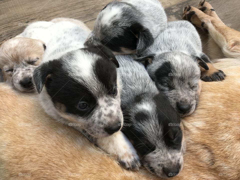 Heeler Puppies - Brazil