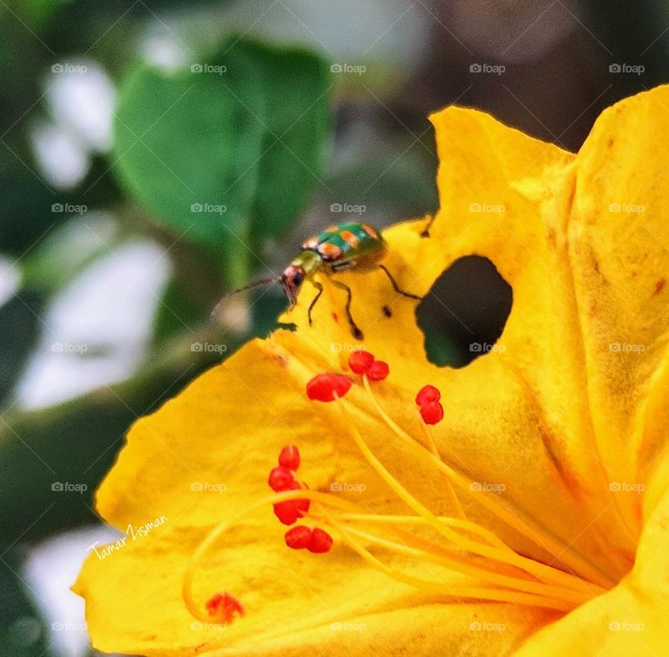 Ladybug and yellow Flower🐞🌼