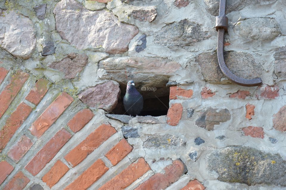 Pigeon in a niche in a wall