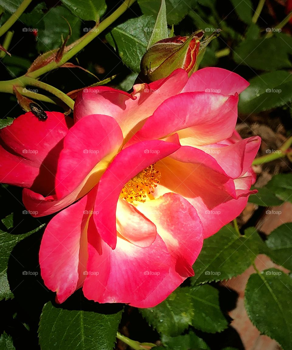 Pink and yellow rose