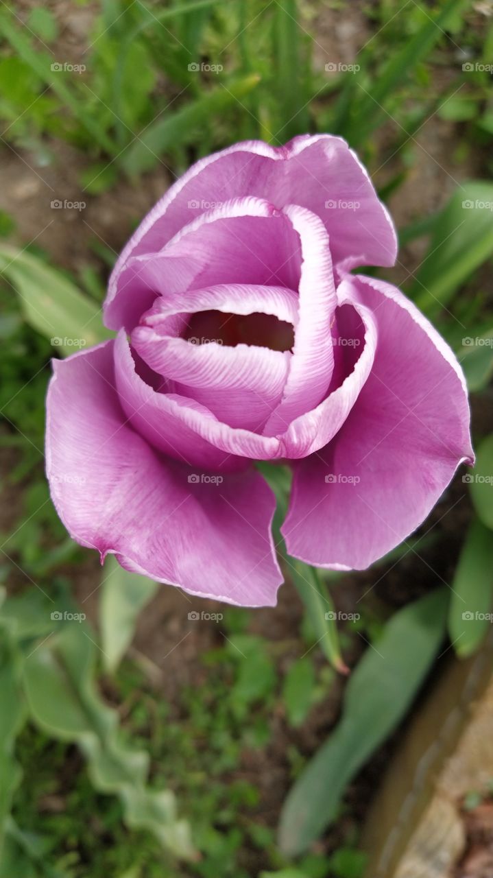 Tulip