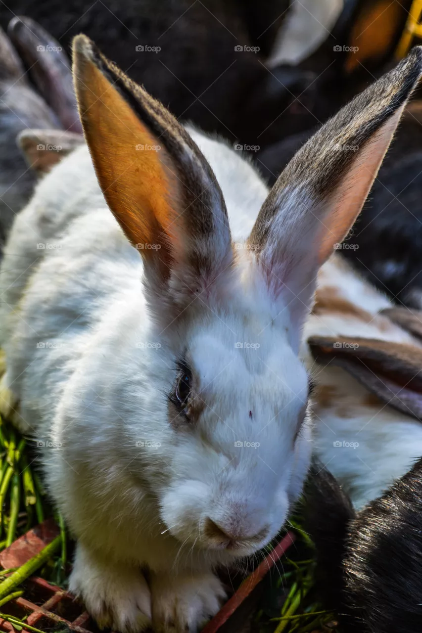 Rabbit