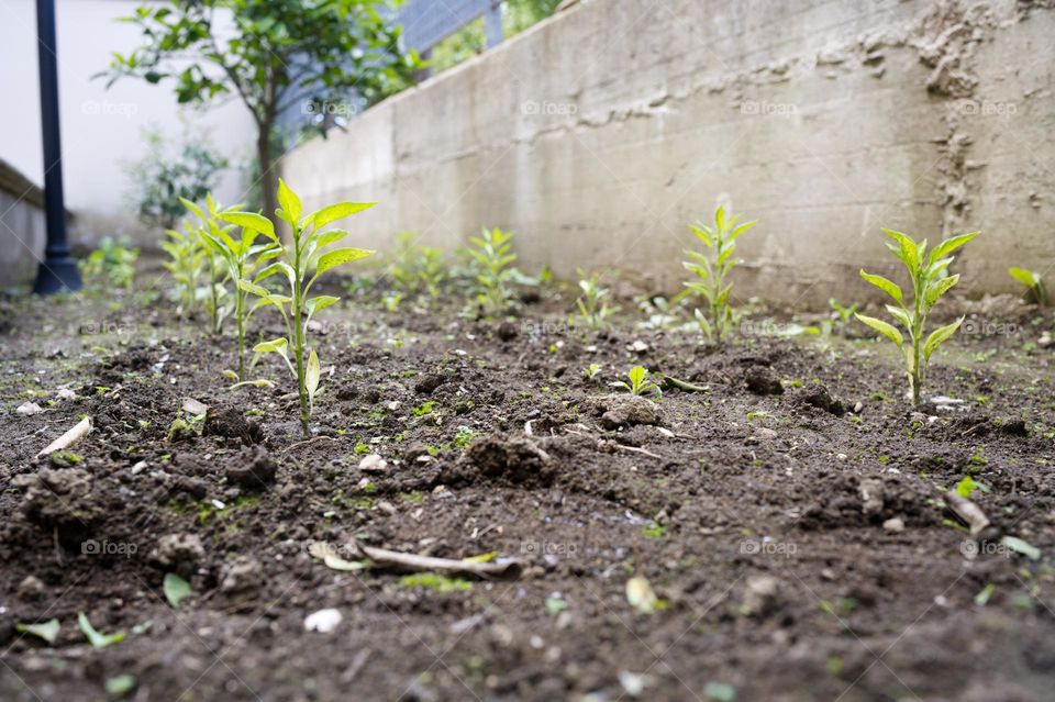 small plants just sown