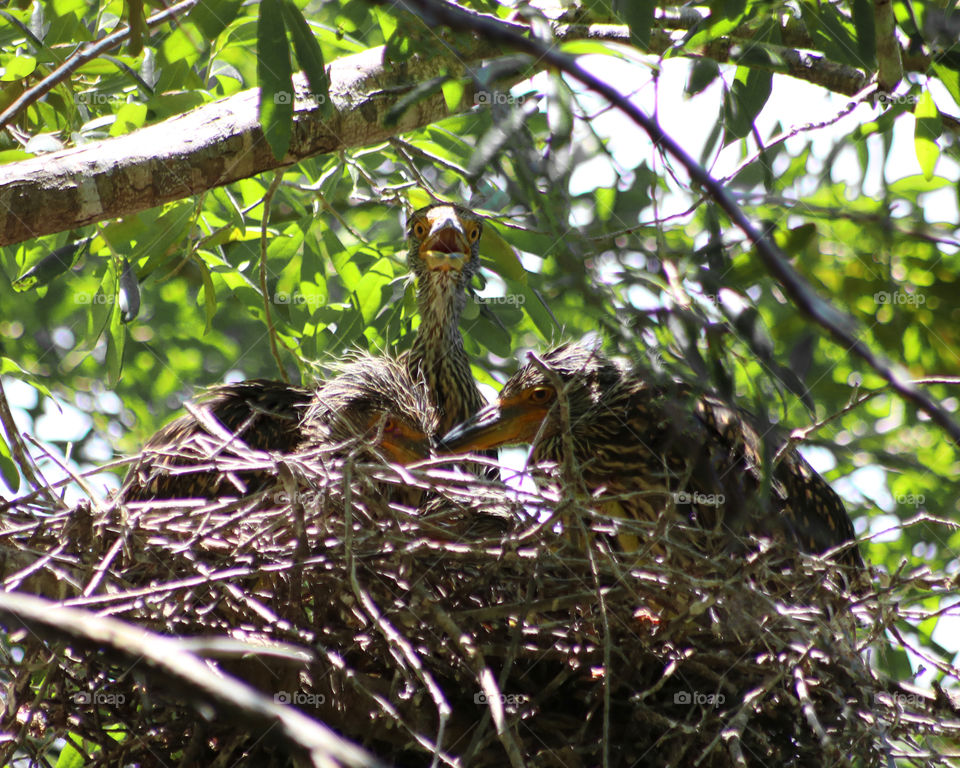 black-capped night heron babies in nest