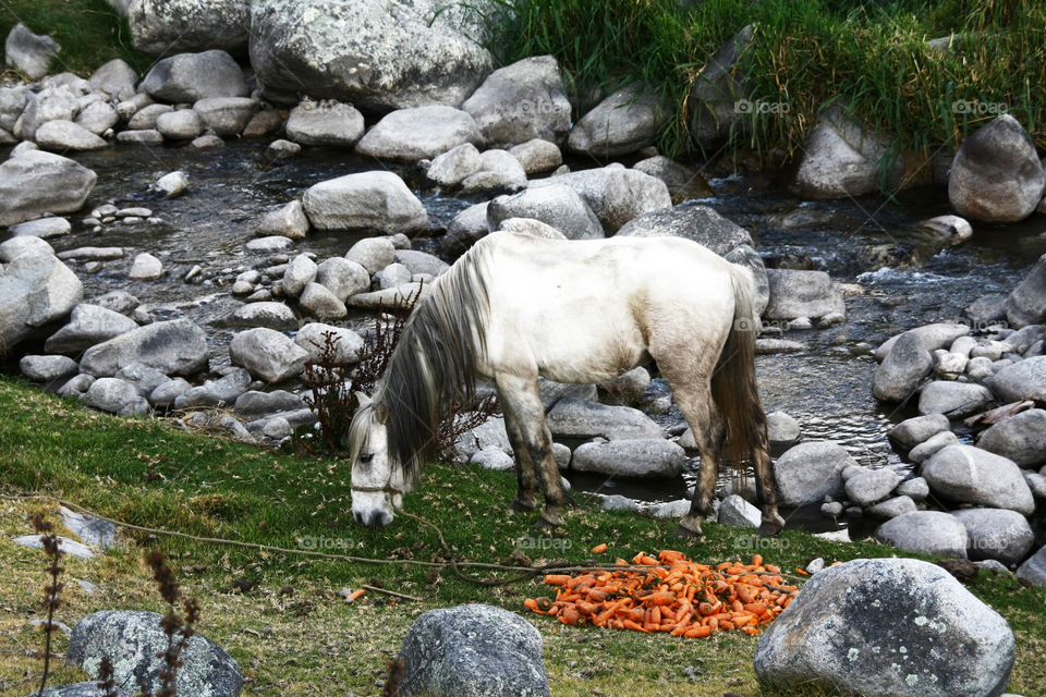 Horse and carrot