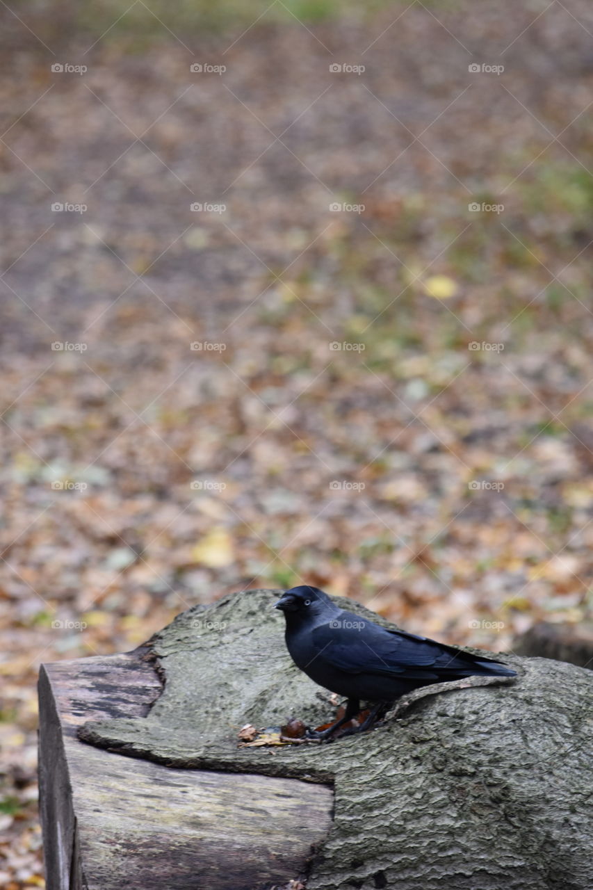 Lonely Blackbird. 