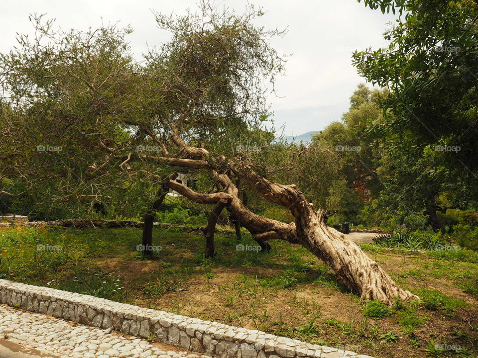 Trees, bark, wood,nature,park