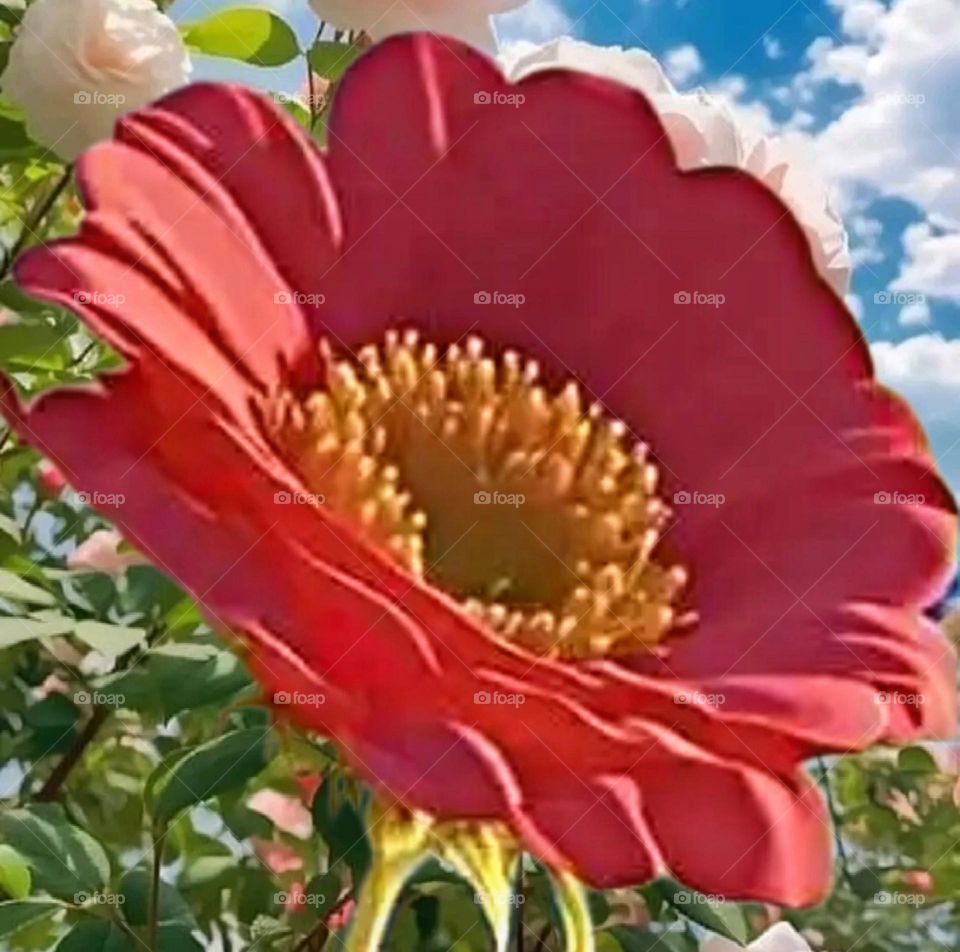 most beautiful and attractive flowers.