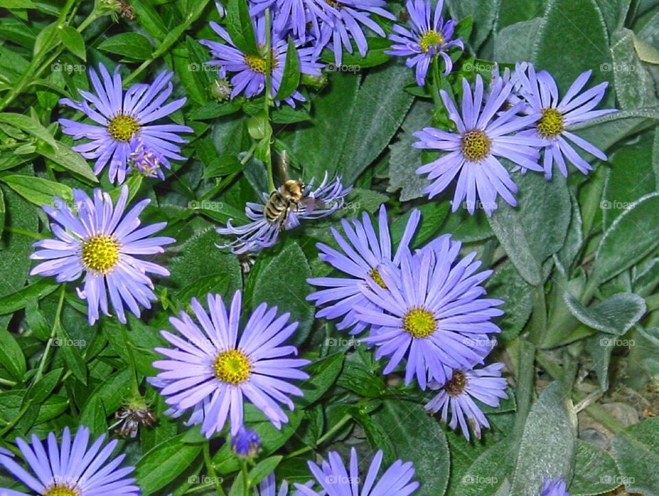 Asters and bee
