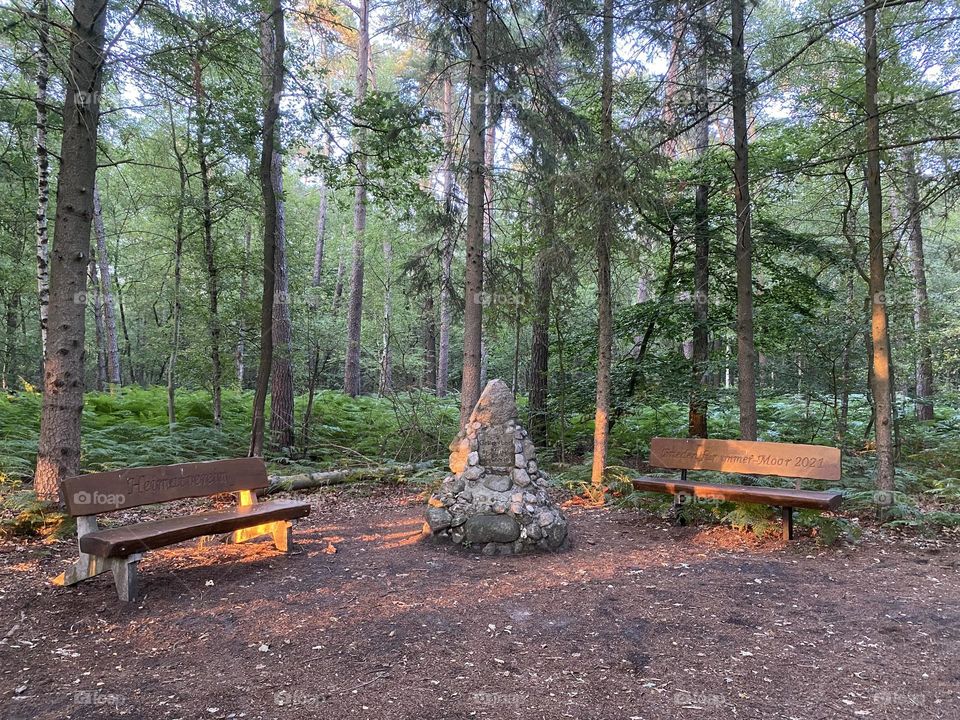 Beautiful place in the forrest