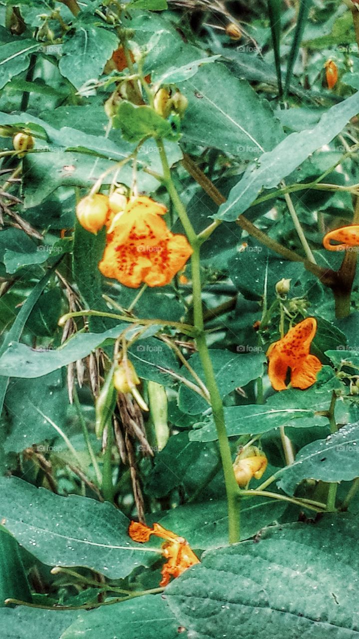 Flowers. Wild Orchids