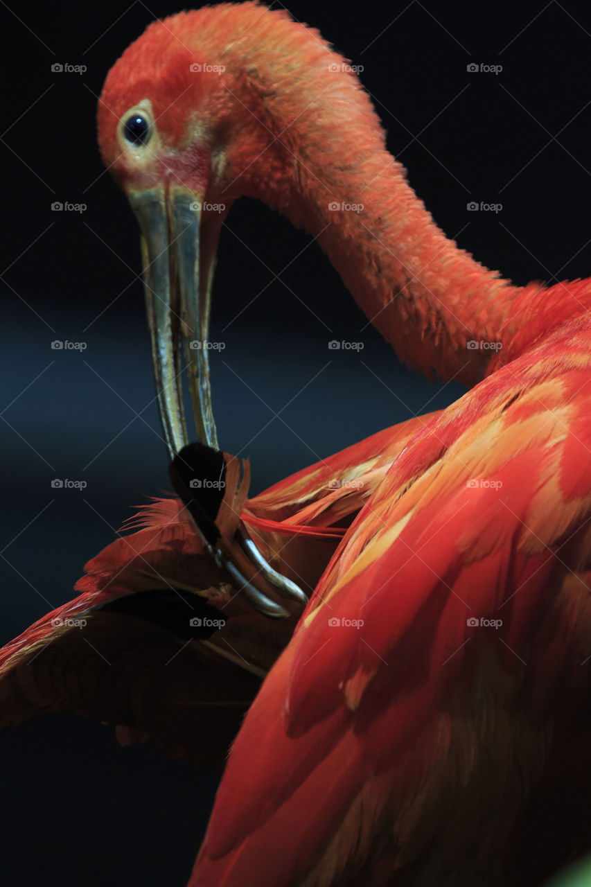 Red tropical bird Ibis preening feathers  - röd fågel putsar fjädrarna