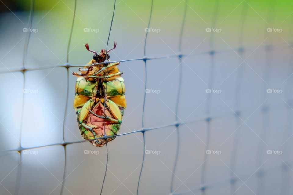 A green June beetle, or June bug, clings to a strand of deer netting made up of rectangles. 