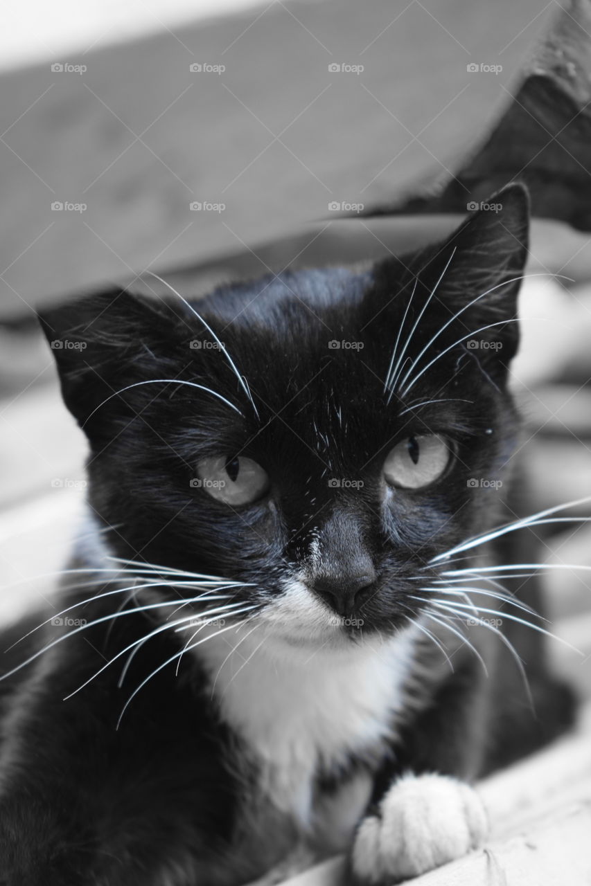 cat with black and white fur and really long whiskers
